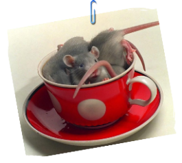 Где моя котлета?