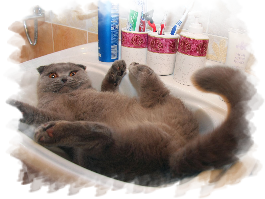развалился котяра